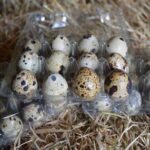 Quail Eggs